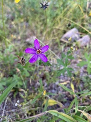 Geranium caespitosum