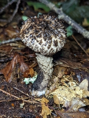 Strobilomyces confusus