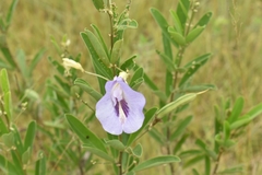 Clitoria fragrans