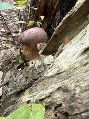 Tylopilus rubrobrunneus