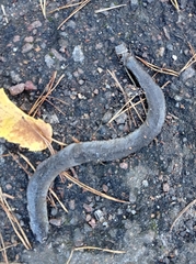 Anguis colchica