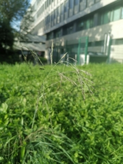 Eragrostis