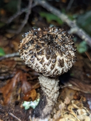 Strobilomyces confusus