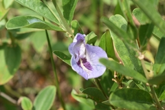 Clitoria fragrans