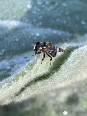 Copestylum tamaulipanum