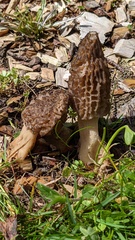 Morchella angusticeps