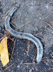 Anguis colchica