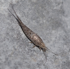 Machilinus rupestris