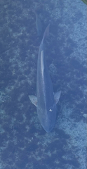 Sciaenops ocellatus