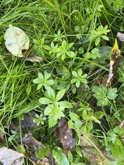 Galium triflorum