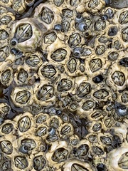 Chthamalus dentatus