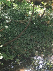 Hydrocotyle ranunculoides