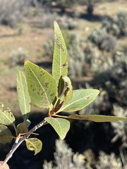 Populus angustifolia