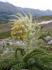 Cirsium funkiae