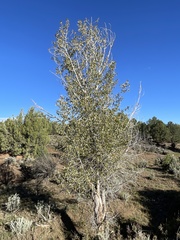 Populus angustifolia