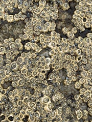 Chthamalus dentatus