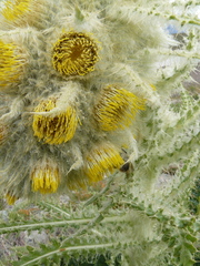 Cirsium funkiae