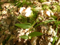 Cephalanthera damasonium