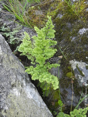 Adiantum chilense scabrum