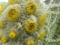 Cirsium funkiae