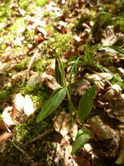Cephalanthera damasonium
