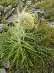 Cirsium funkiae