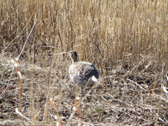 Tympanuchus phasianellus