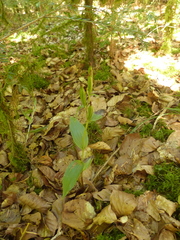 Cephalanthera damasonium
