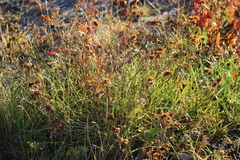 Trifolium lupinaster