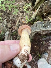Tylopilus rubrobrunneus