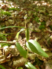Cephalanthera damasonium