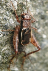 Allonemobius maculatus