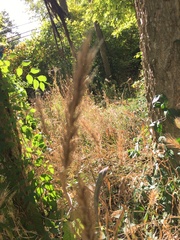 Calamagrostis epigejos