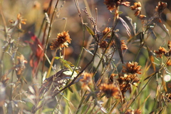 Trifolium lupinaster