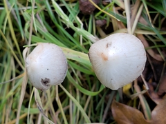 Conocybe apala
