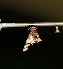 Ropalidia revolutionalis