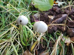 Conocybe apala