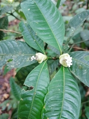 Palicourea glomerulata