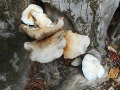 Basidiomycota