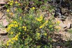Oedera genistifolia