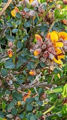 Pultenaea largiflorens