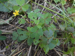 Oxalis corniculata