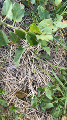 Convolvulus arvensis