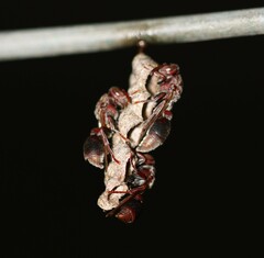 Ropalidia revolutionalis