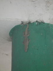 Hemidactylus garnotii