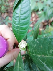 Palicourea glomerulata