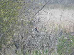 Amblyramphus holosericeus