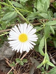 Bellis sylvestris