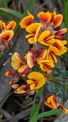 Pultenaea largiflorens