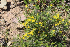 Oedera genistifolia